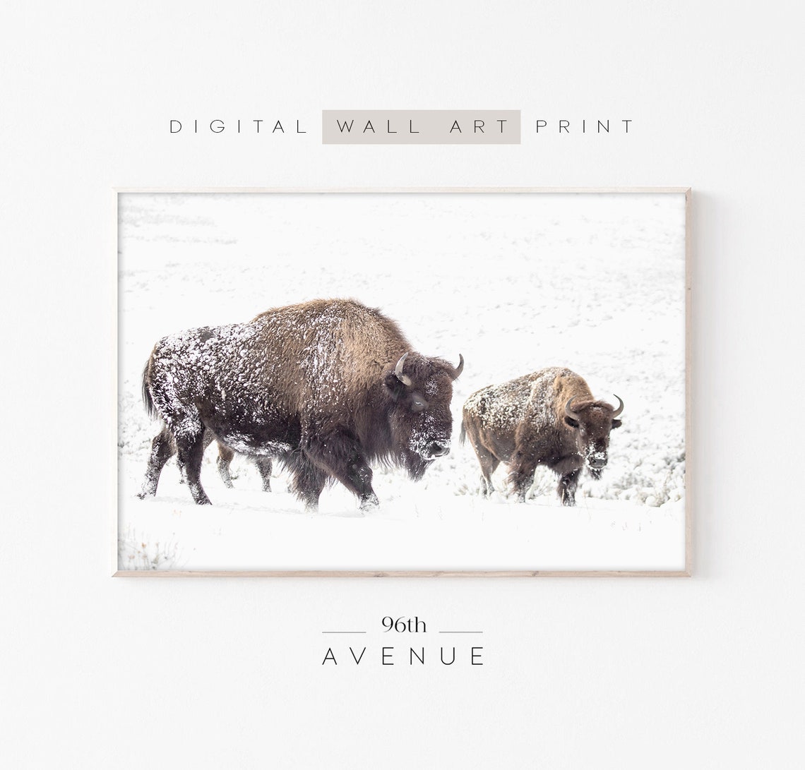 Winter Bison Western Wall Art Print