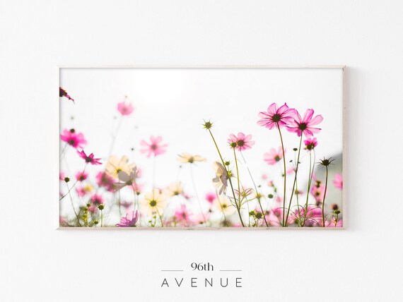 Pink Cosmos Flowers in Sunlight Airy Summer Floral Meadow Poster