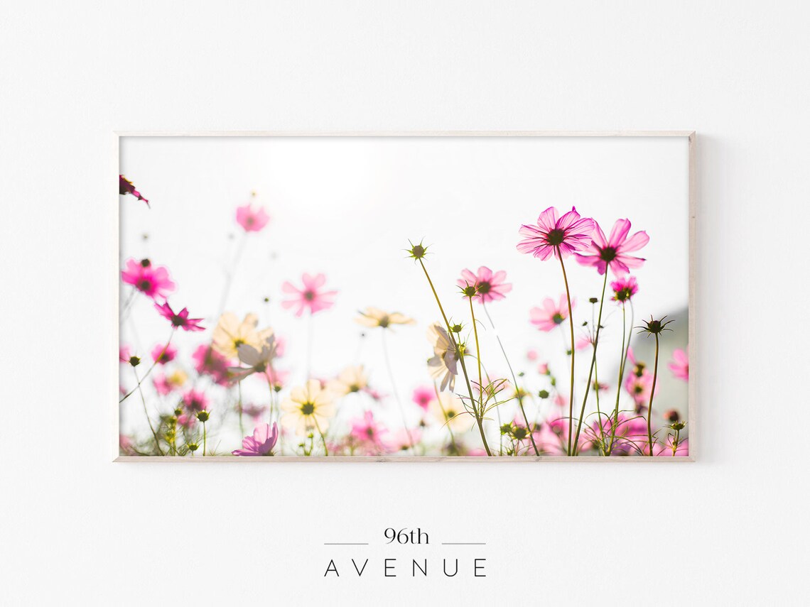 Pink Cosmos Flowers in Sunlight Airy Summer Floral Meadow Poster