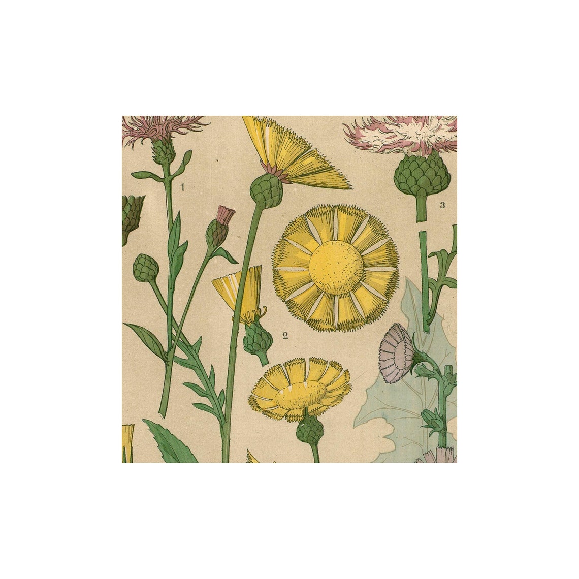 Wildflowers Vintage Botanical Art Nouveau Poster - Image 2