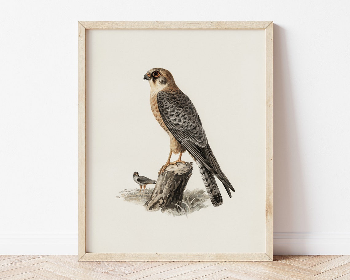 Falcon Raptor Vintage Natural History Bird Illustration Poster - Image 3