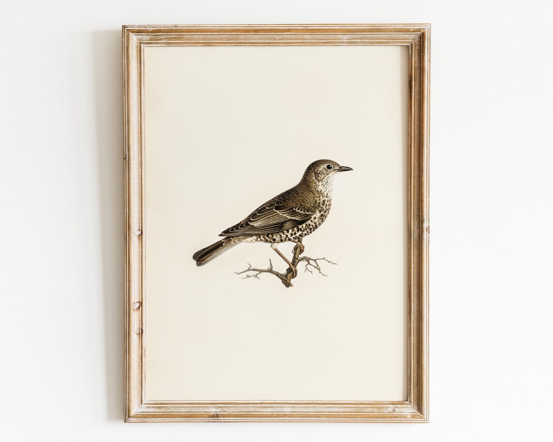 Song Thrush Bird Vintage Naturalist Illustration Farmhouse Poster - Image 3