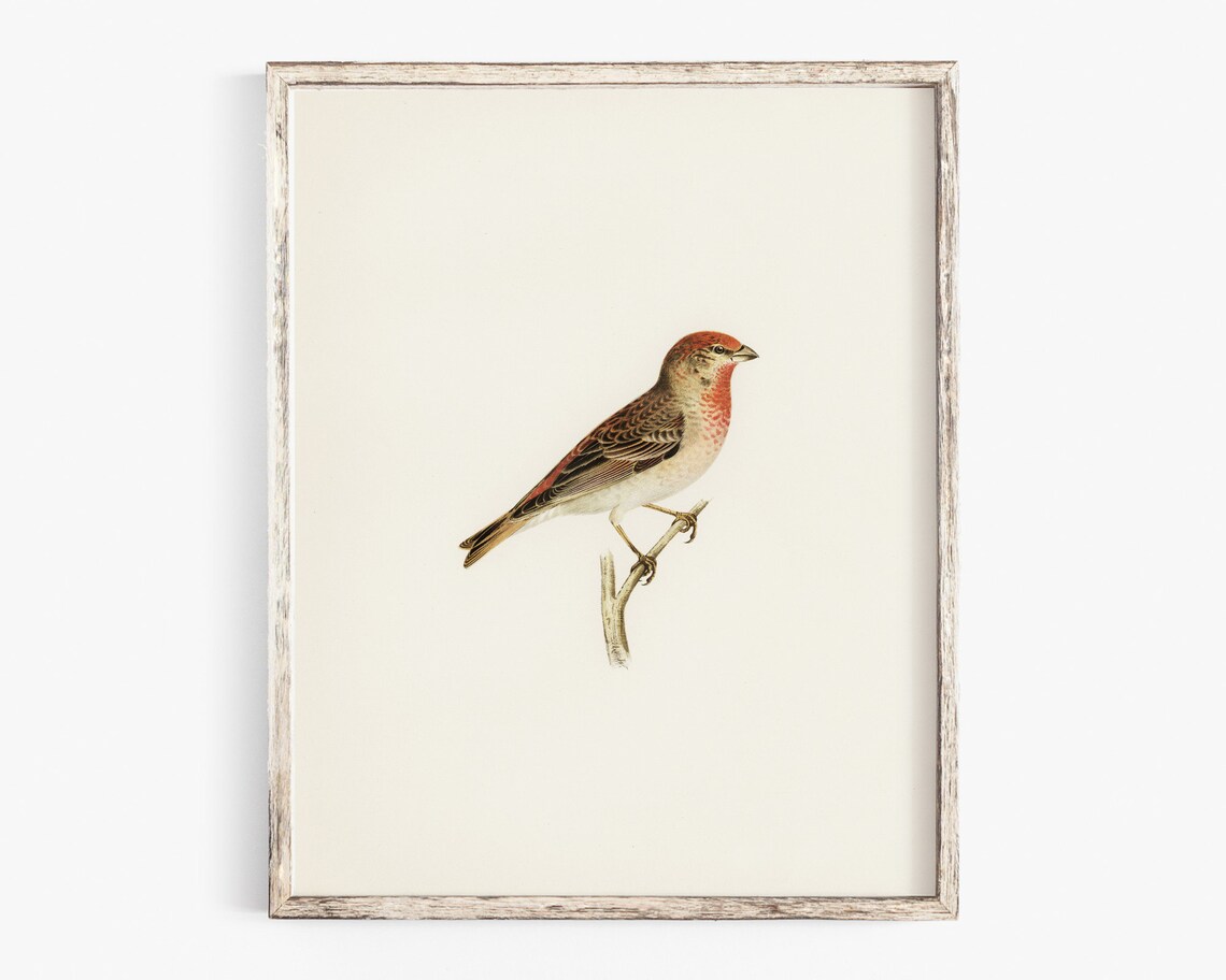 Vintage Finch Bird Wall Art Bird Drawing Kids Room Wall Decor Farmhouse Nursery Art Print Antique Garden Bird Print