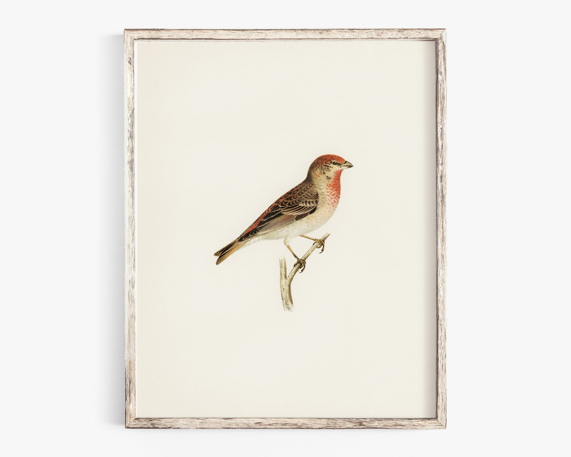 Vintage Red Finch Songbird Antique Natural History Art Poster