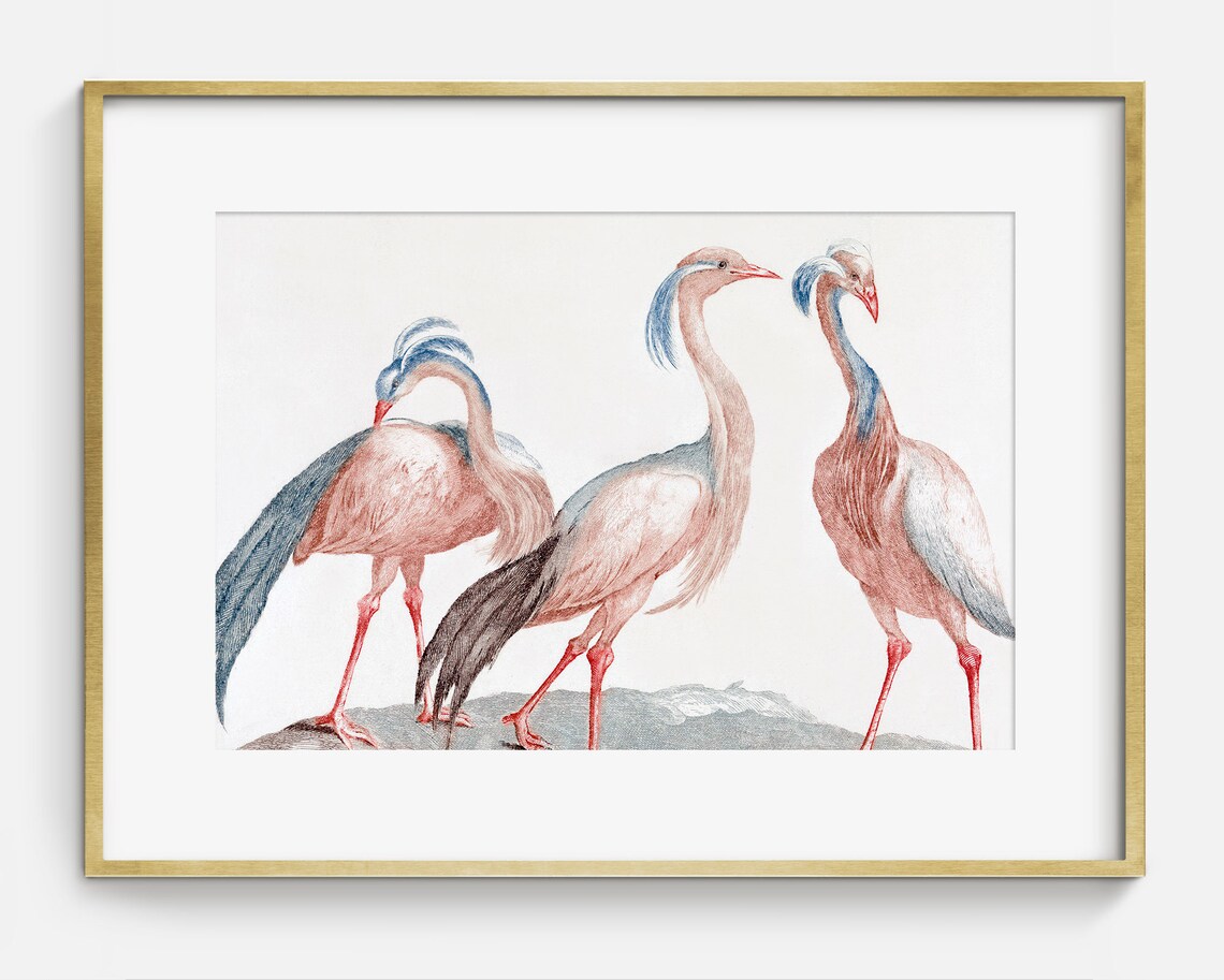 Pink Flamingo Style Birds Antique Engraving Vintage Bird Art Print - Image 2