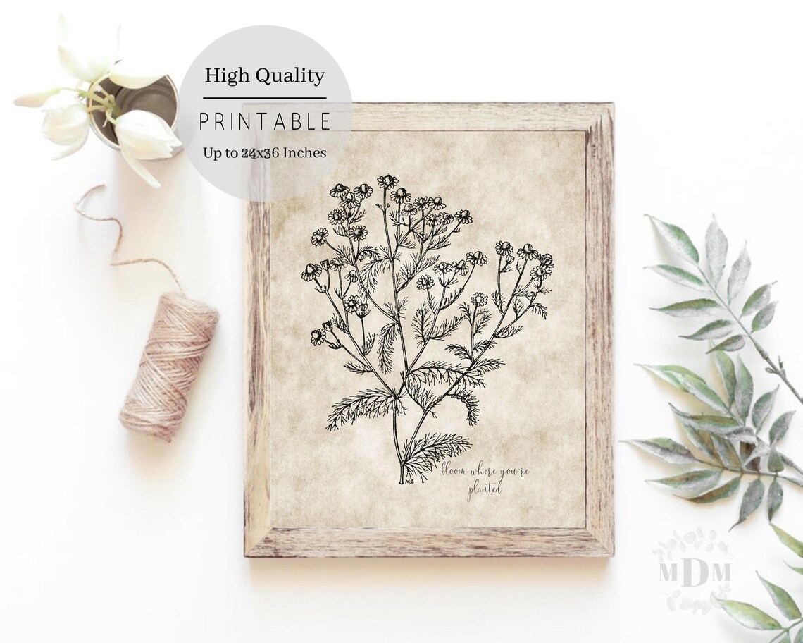 Vintage Daisy Botanical Illustration Bloom Where Youre Planted Wall Art - Image 3