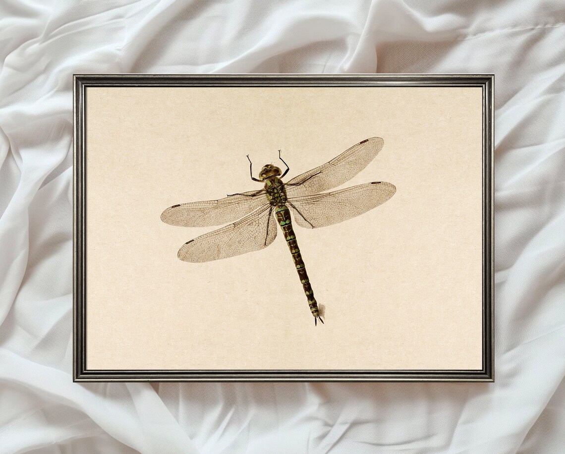 Dragonfly Detailed Vintage Insect Illustration Natural History Poster - Image 4
