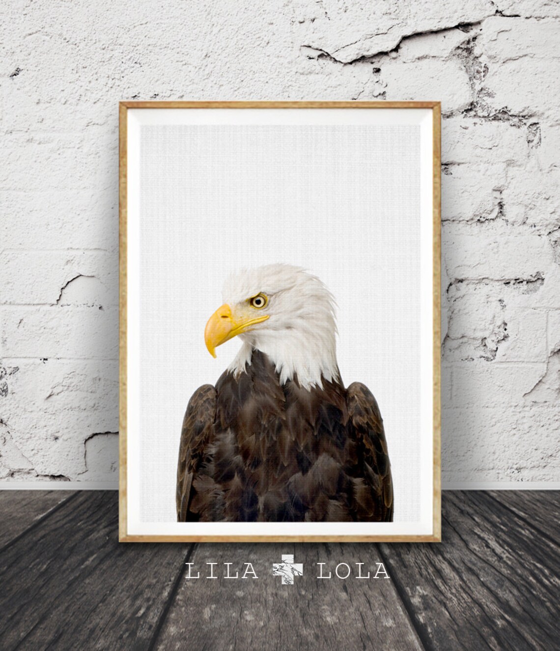 Bald Eagle Photography Print, Wildlife Portrait