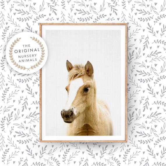 Baby Horse Nursery Art Print, Farm Animal Photo