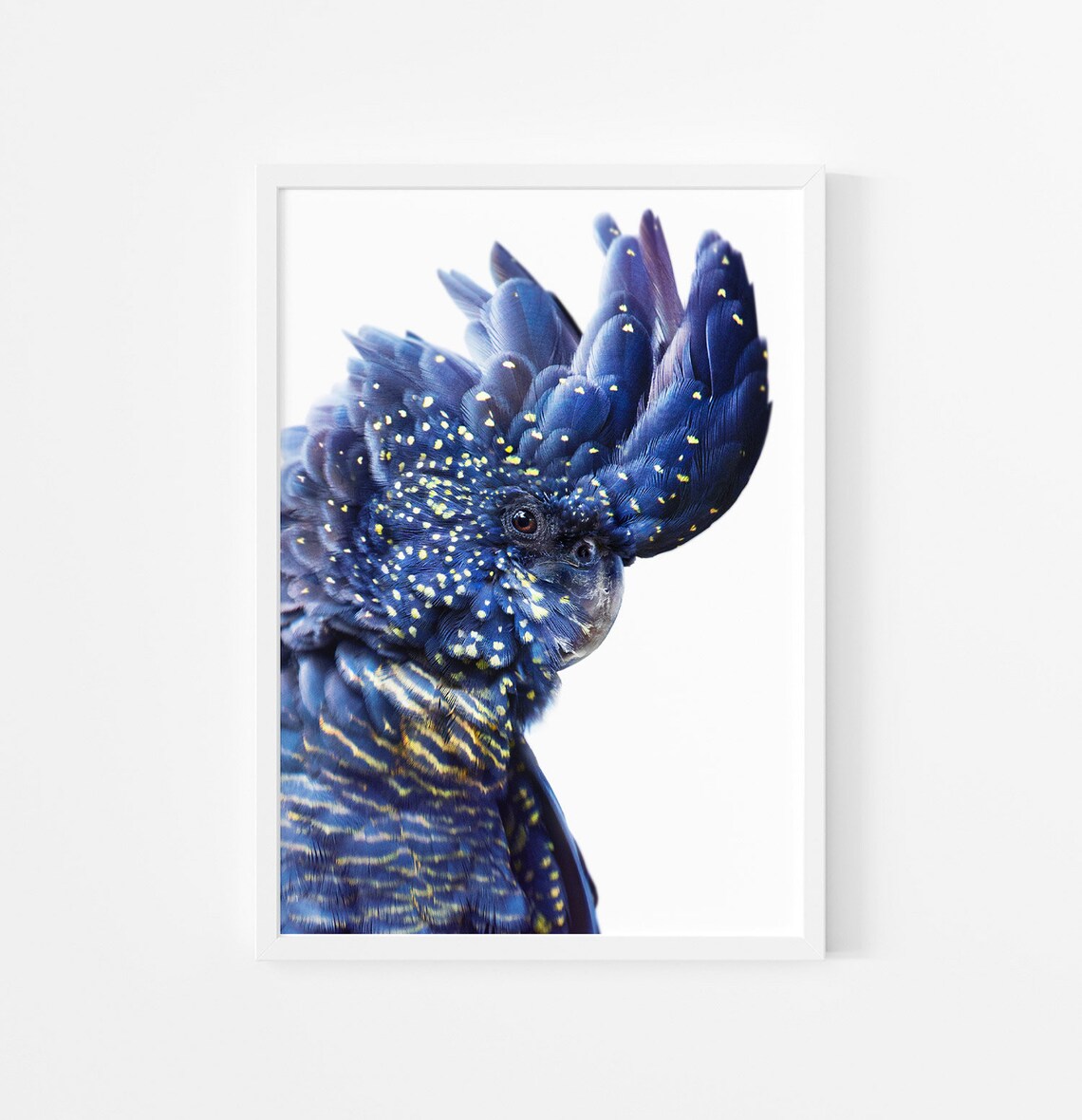 Black Cockatoo Art Print, Australian Native Bird