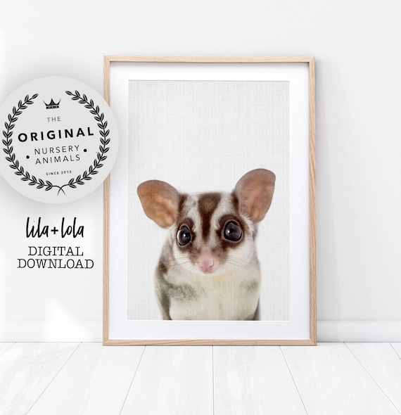 Baby Sugar Glider Print, Australian Nursery Animal Decor