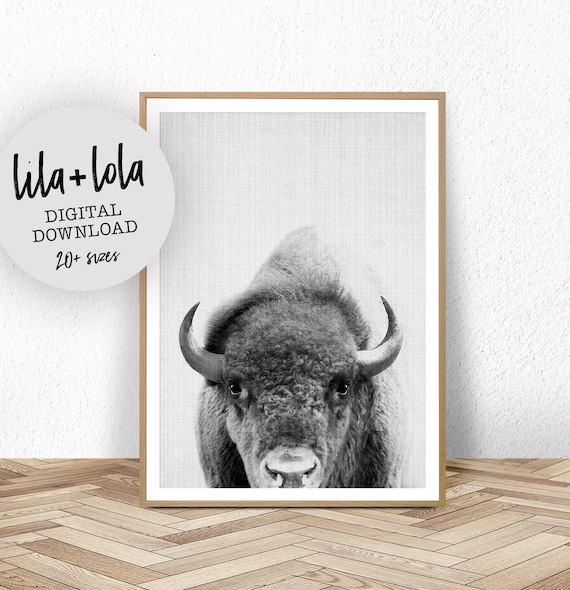 Bison Black and White Wall Art Print
