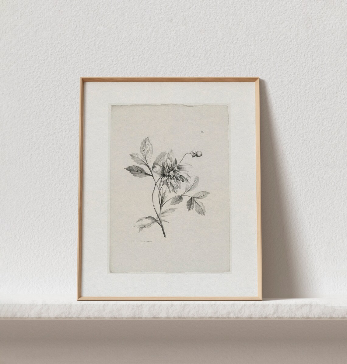 Vintage Gray Botanical Sketch Flower Engraving Antique Wall Art - Image 2