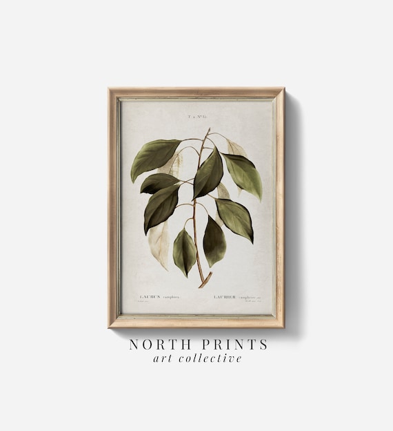 Antique Botanical Art Print, Vintage Farmhouse Decor