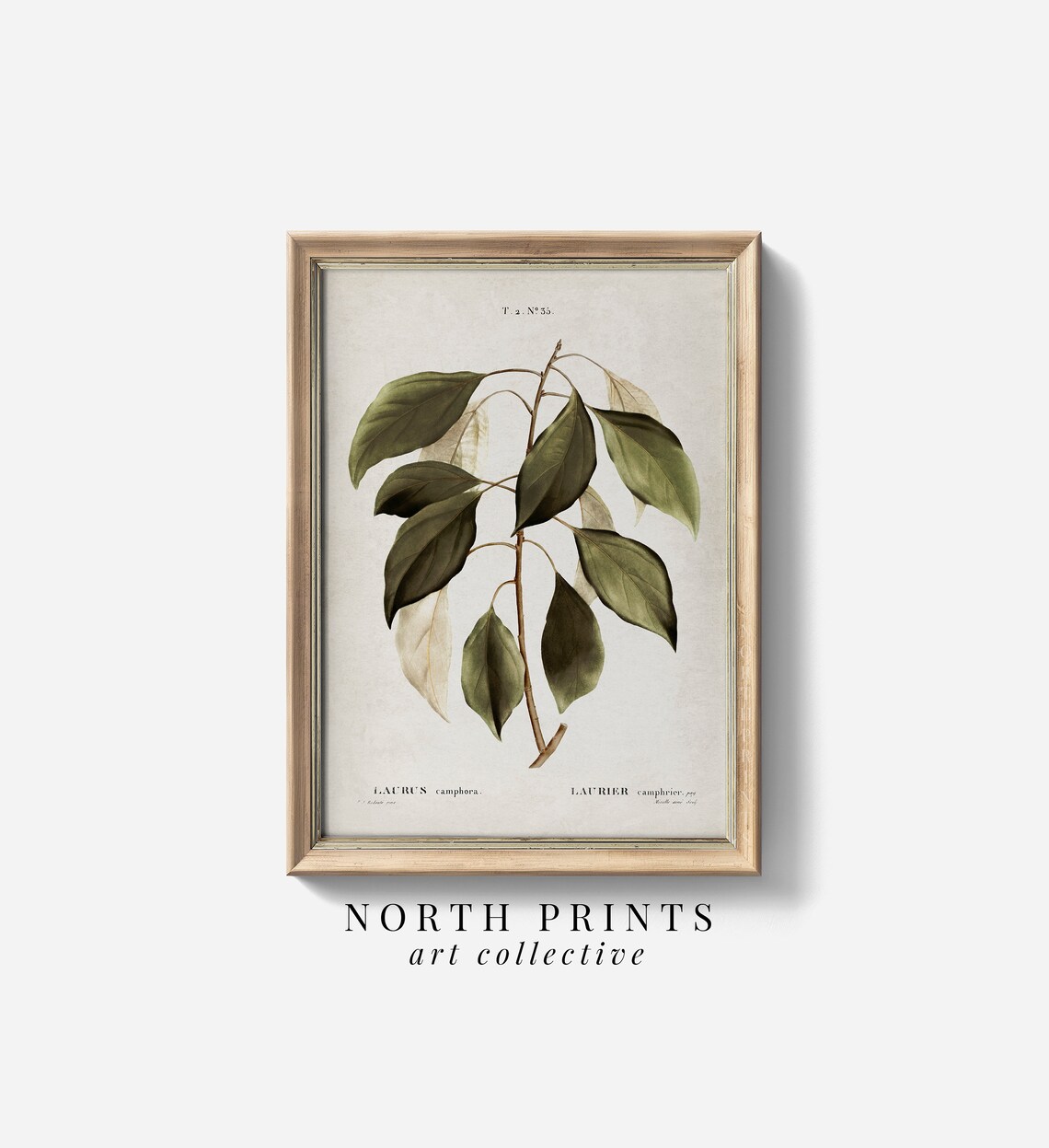 Antique Botanical Art Print, Vintage Farmhouse Decor