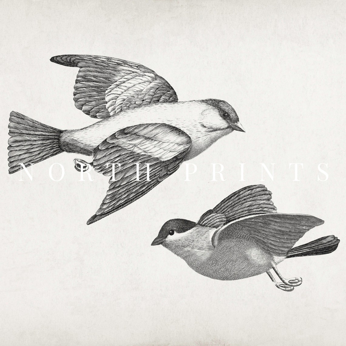 Antique Birds In Flight Engraving Vintage Bird Illustration Print - Image 2