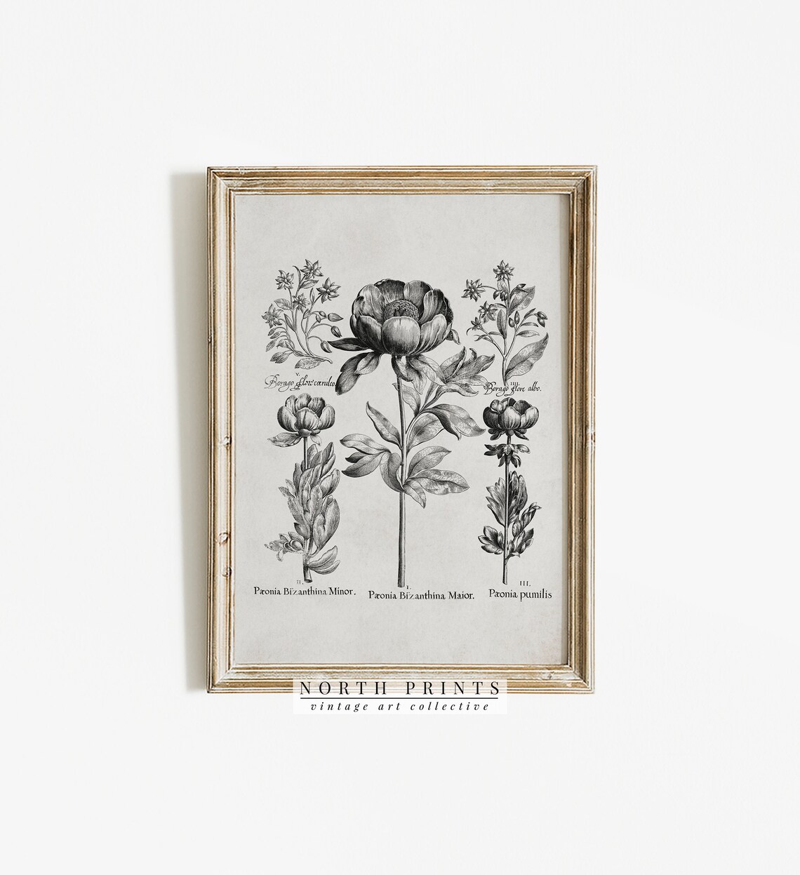 Vintage Botanical Drawing, Rustic Flower Study - Image 2