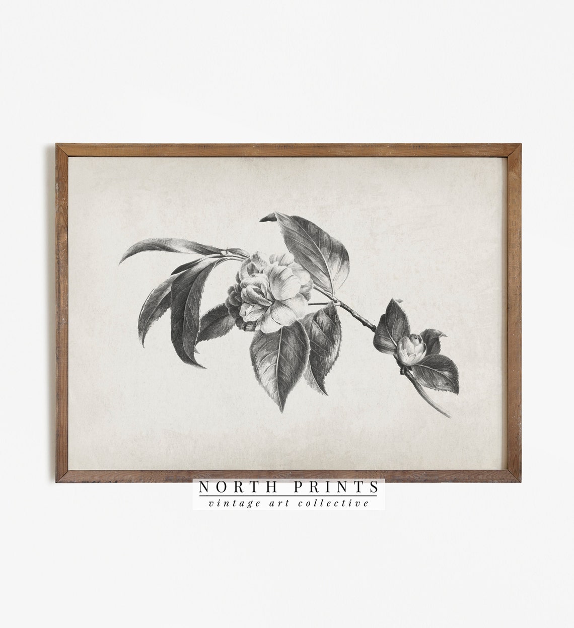 Vintage Camellia Flower Charcoal Drawing Botanical Sketch Print - Image 4