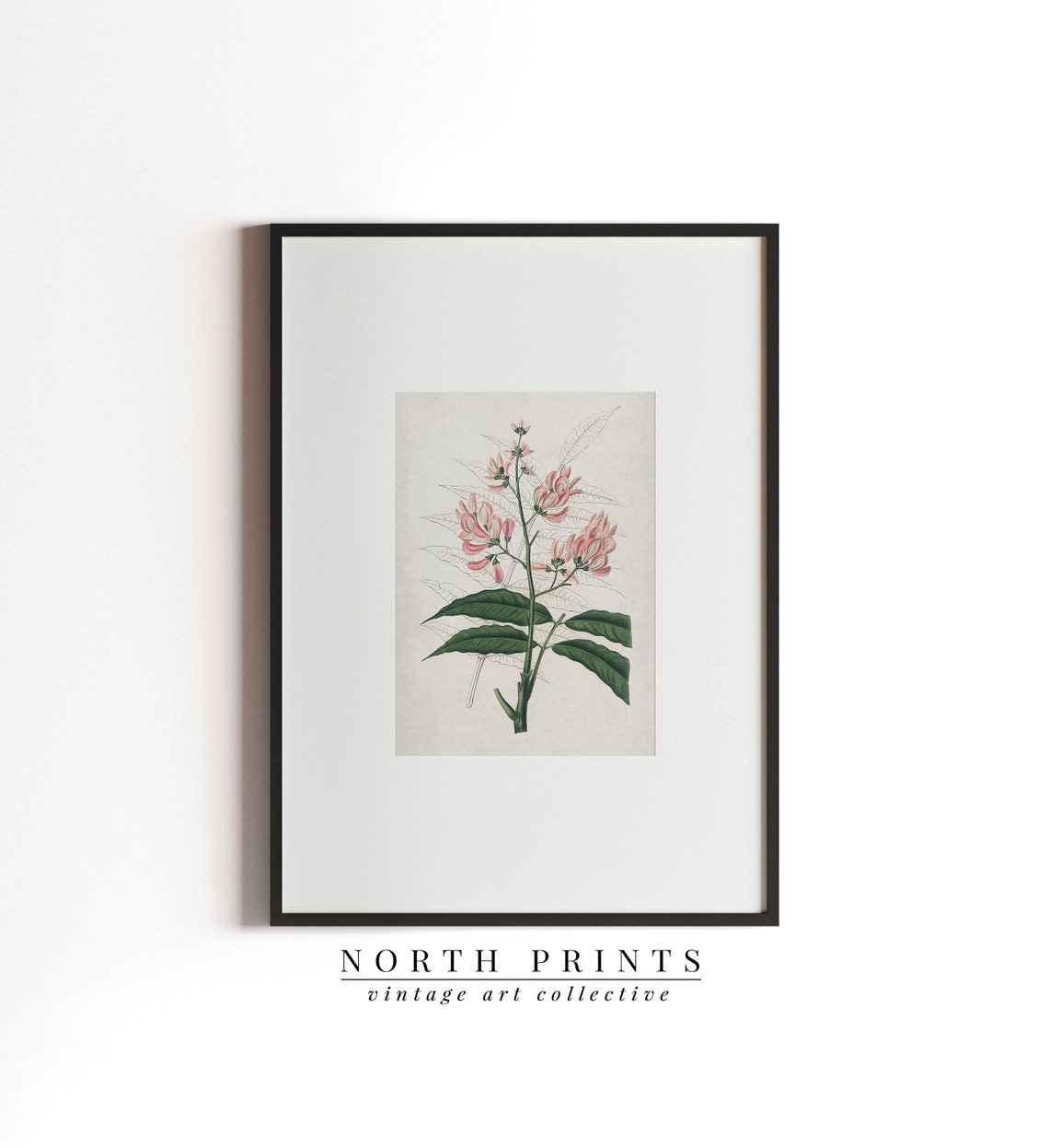 Vintage Pink Blossom Coral Flower Bloom Botanical Illustration Poster - Image 2