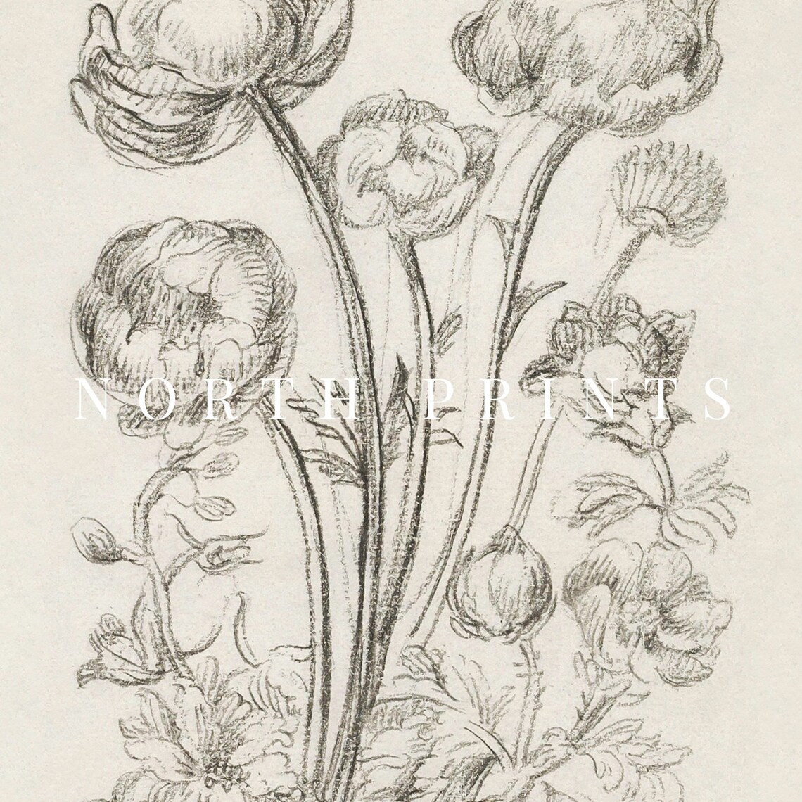 Antique Neutral Flower Sketch, Rustic Botanical Art Print - Image 2