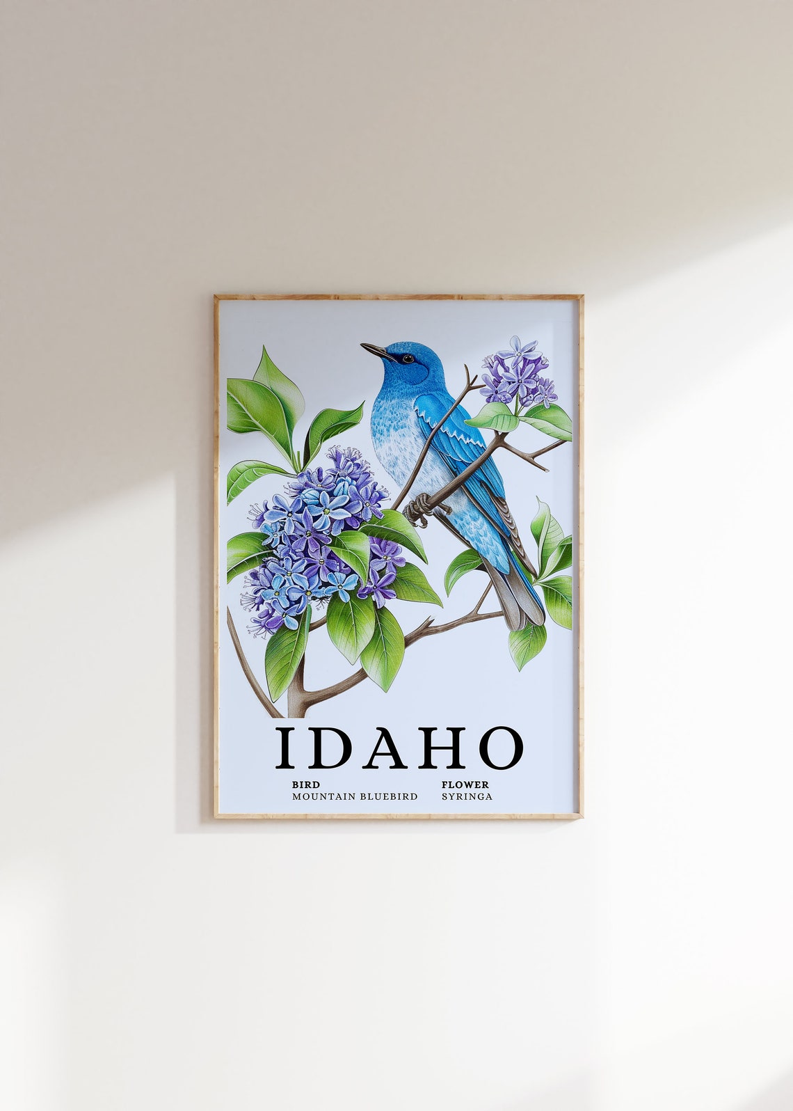 Idaho Mountain Bluebird With Syringa Blossom Botanical Art Print