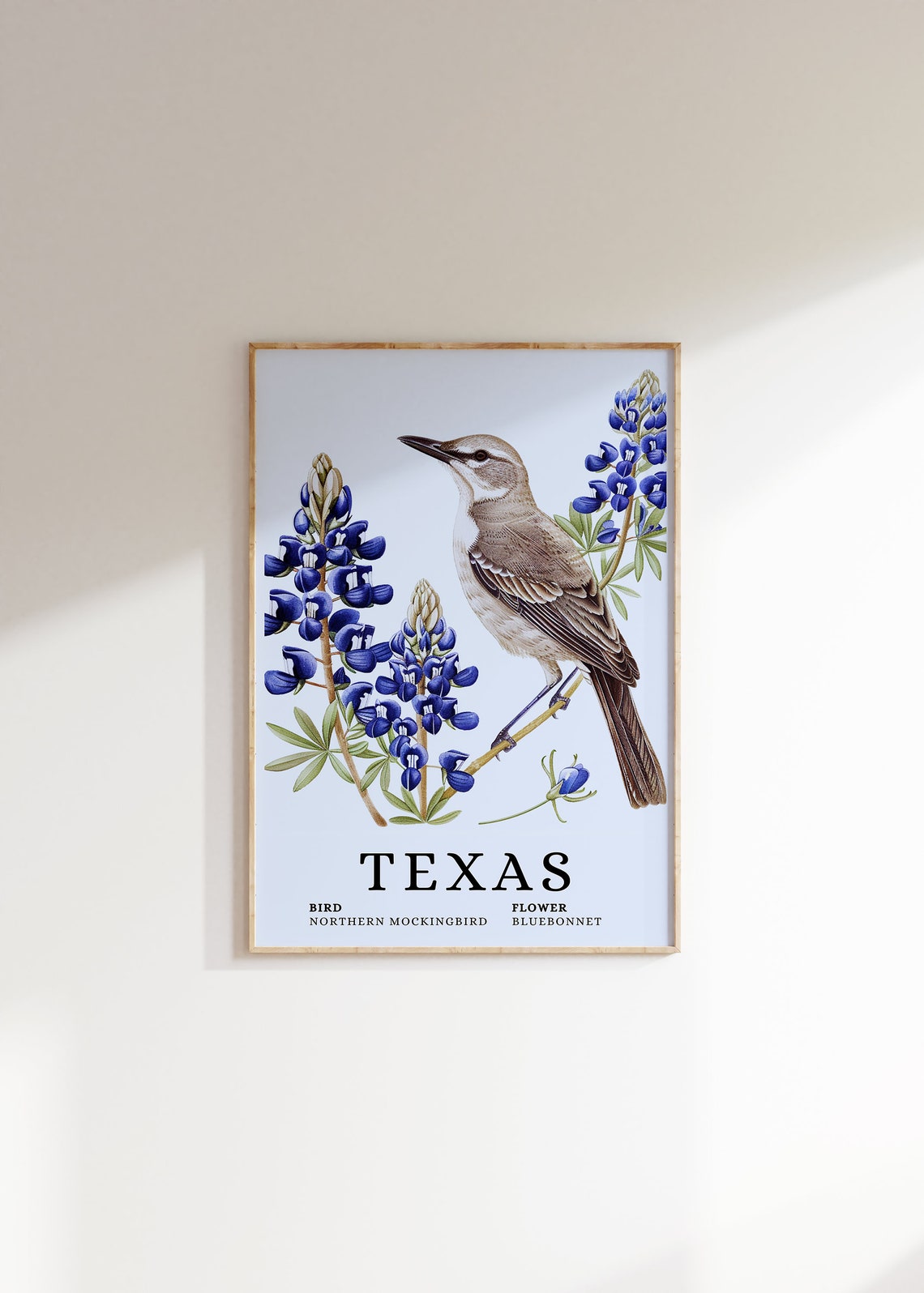 Texas Northern Mockingbird Bluebonnet Bird and Flower Art Print