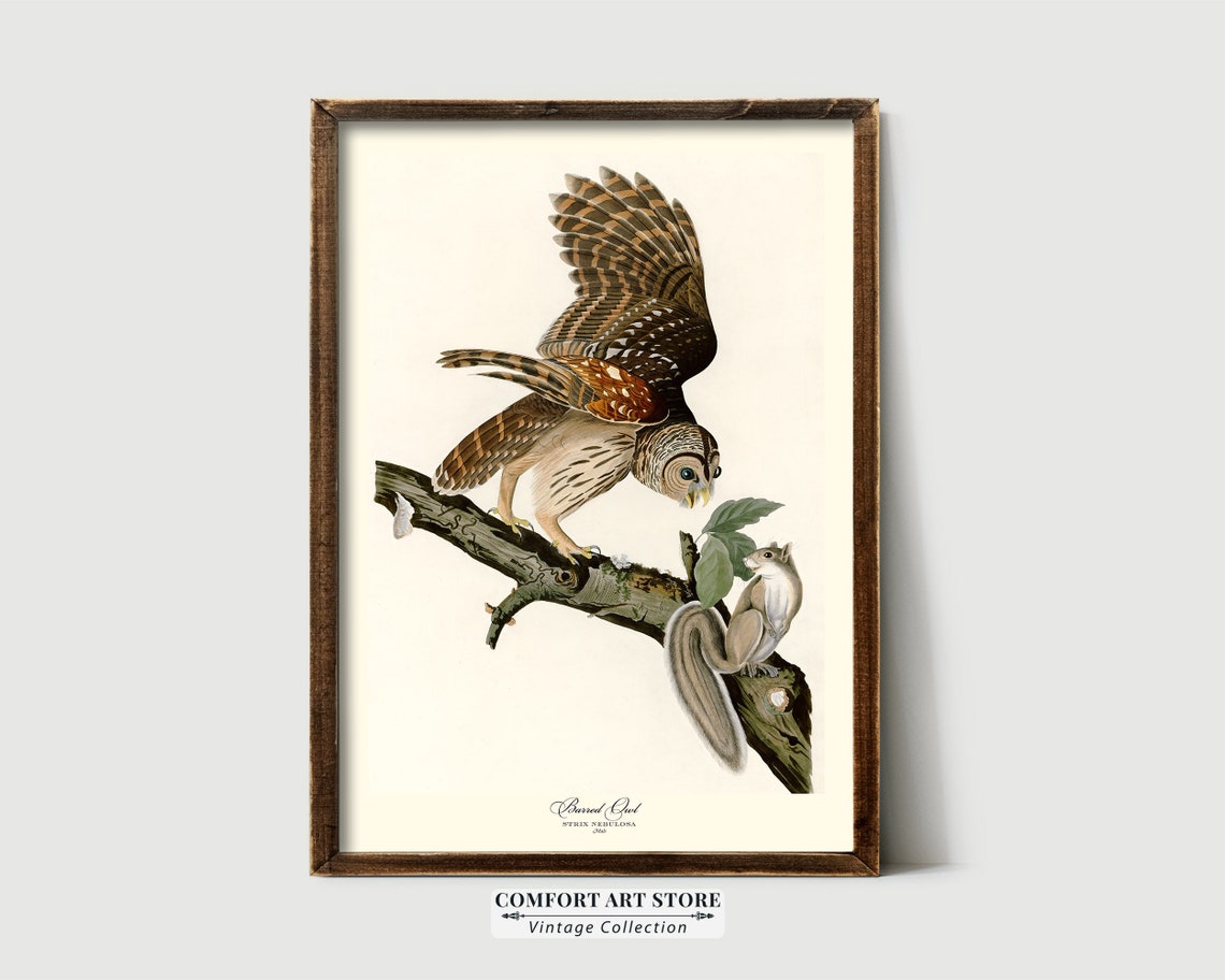 Barred Owl With Squirrel Vintage Audubon Bird Engraving Poster - Image 5