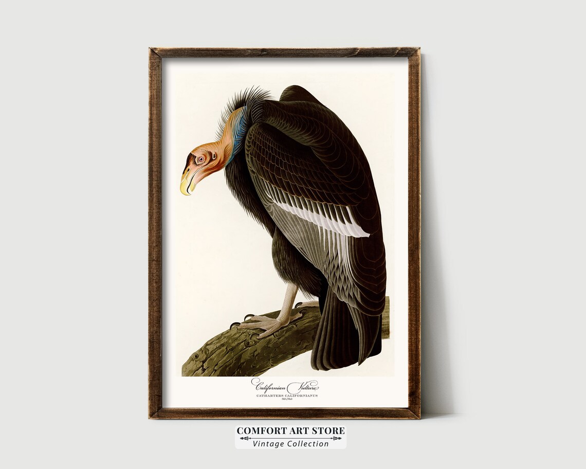 Californian Vulture Audubon Style Vintage Bird Art Wall Poster - Image 3