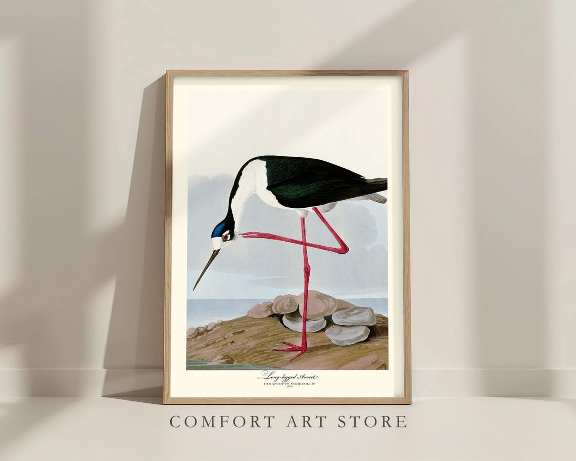 Long Legged Avocet Audubon Style Vintage Red Leg Wader Bird Poster - Image 6