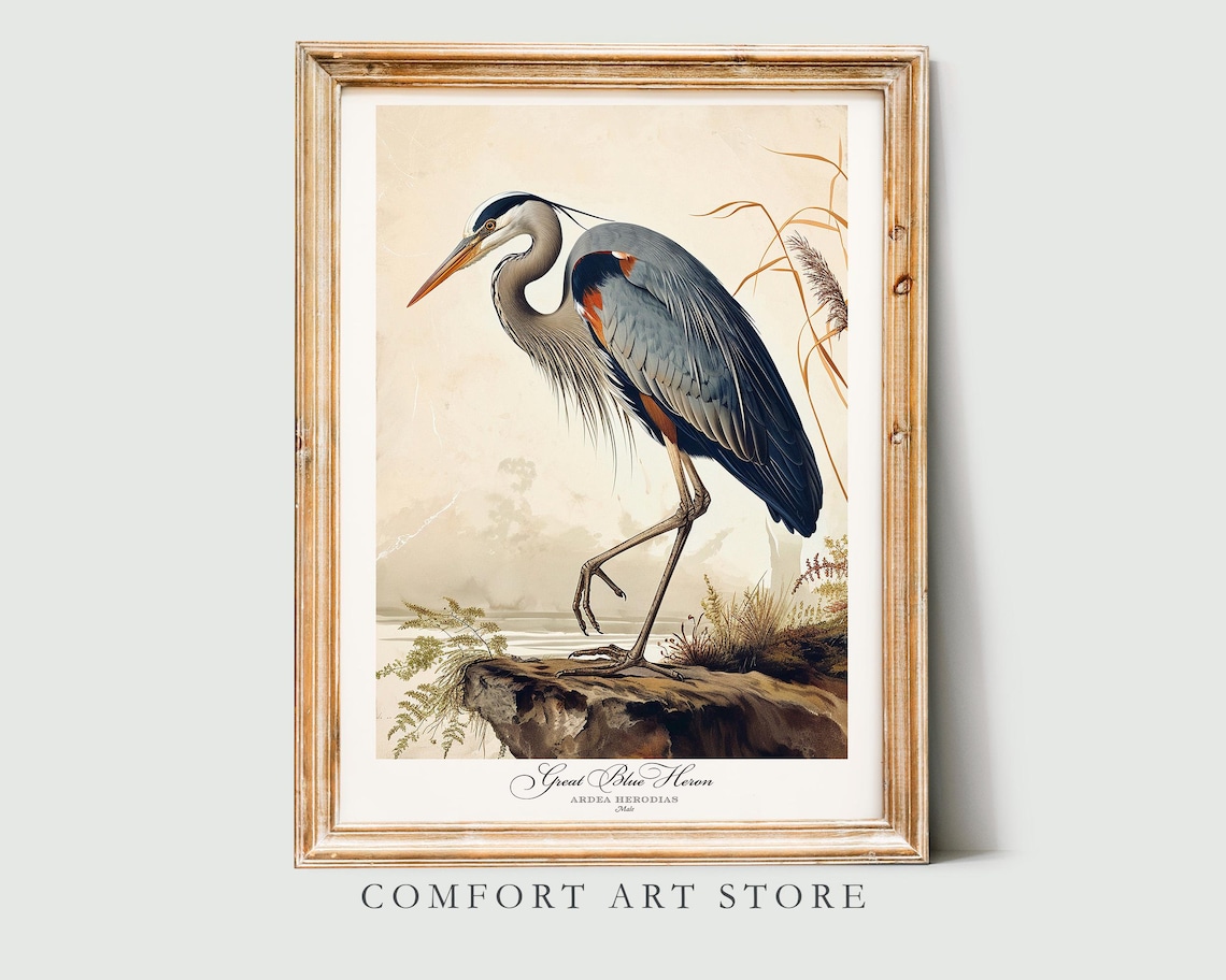 Audubon Style Blue Heron Vintage Nature Art Print