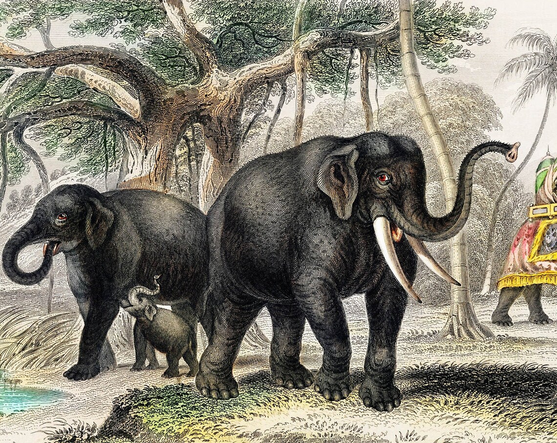 Asian Elephant, Rare Antique Hand Coloured Lithograph