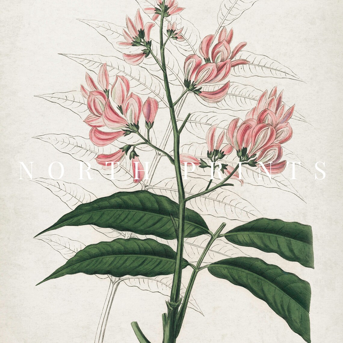 Vintage Pink Blossom Coral Flower Bloom Botanical Illustration Poster - Image 4