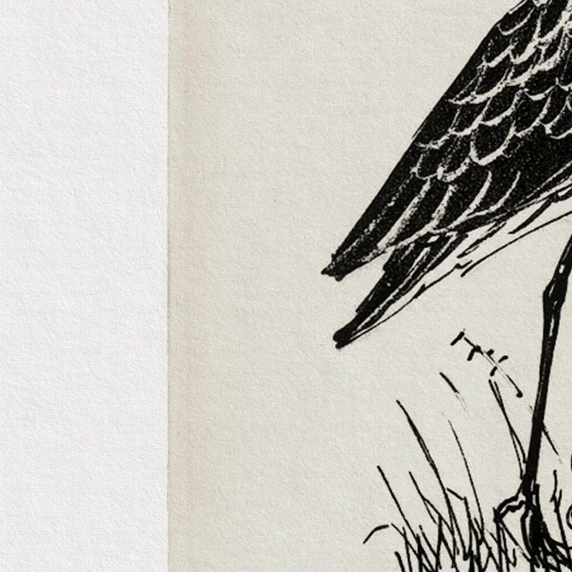 Antique Shorebird Ink Sketch Wading Bird Minimalist Art Print - Image 4