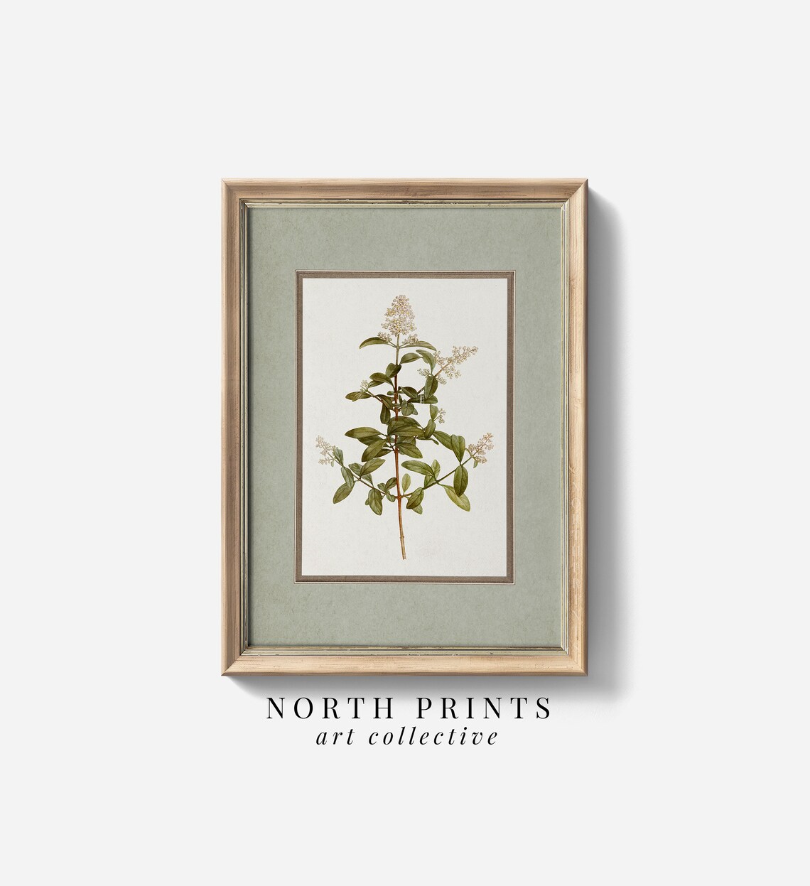 Vintage Botanical Plant Illustration Art Print