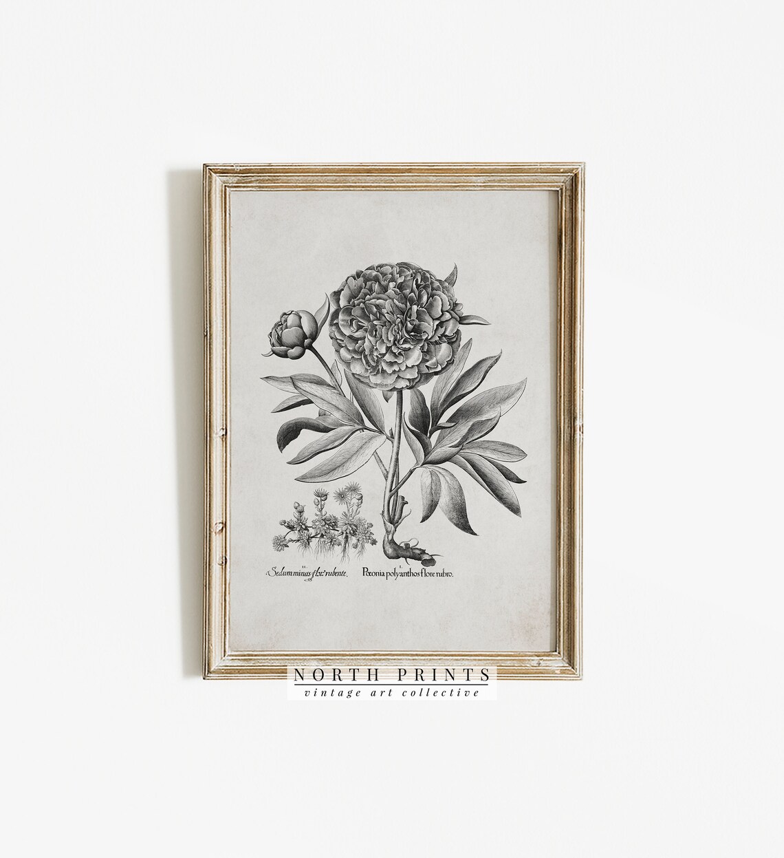 Antique Peony Sketch, Rustic Botanical Drawing - Image 4
