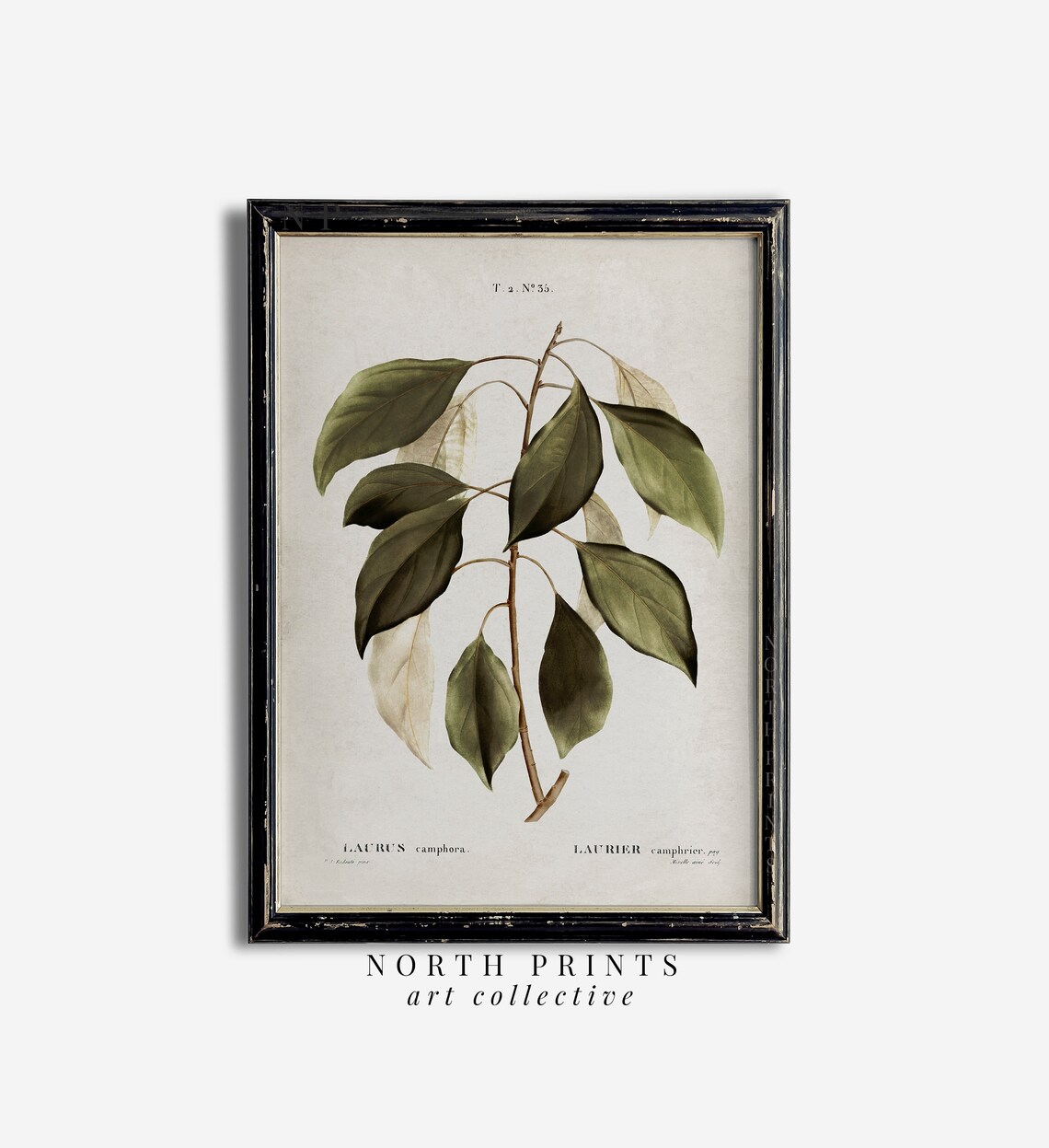 Antique Botanical Art Print, Vintage Farmhouse Decor - Image 2