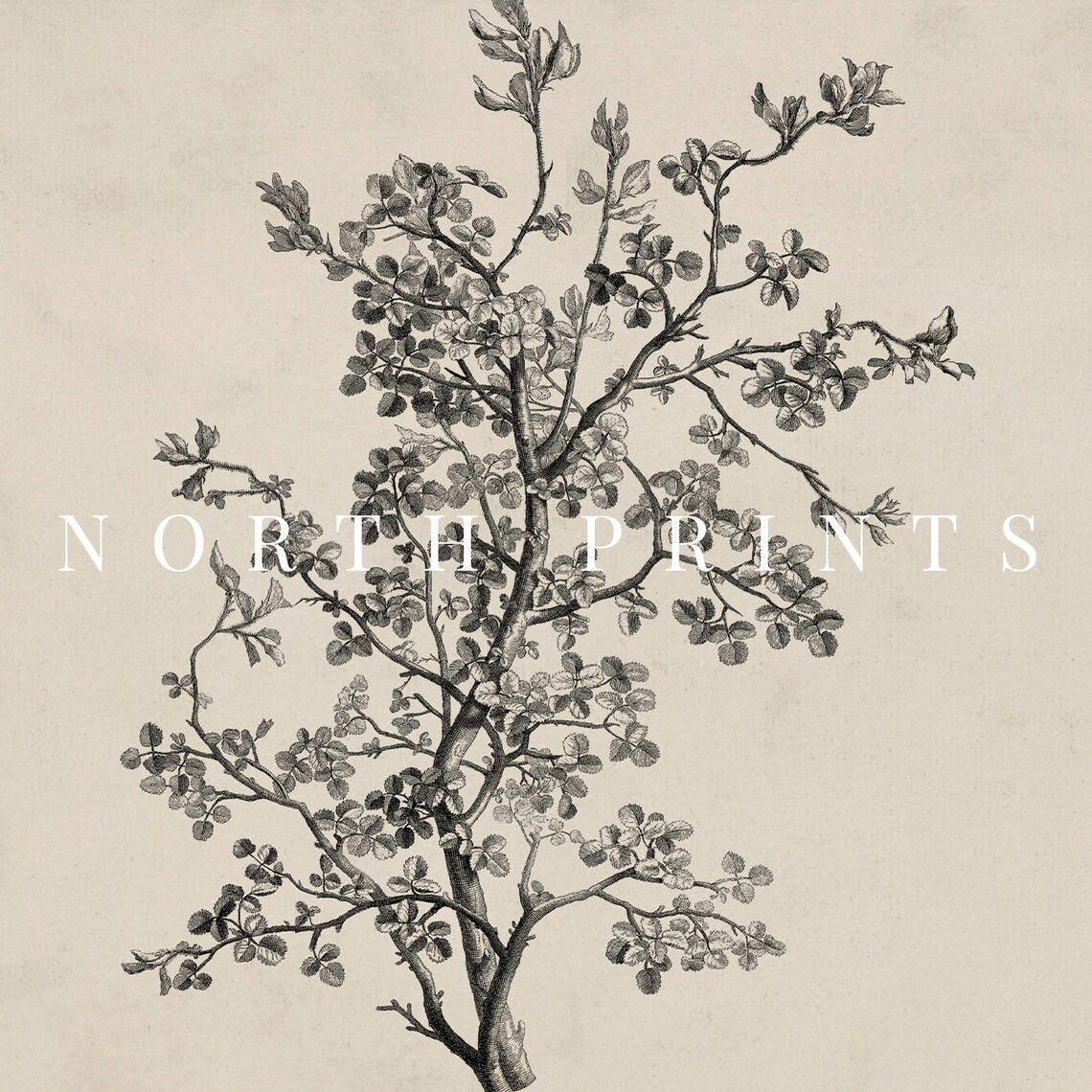 Antique Botanical Sketch, Vintage Neutral Farmhouse Print - Image 3