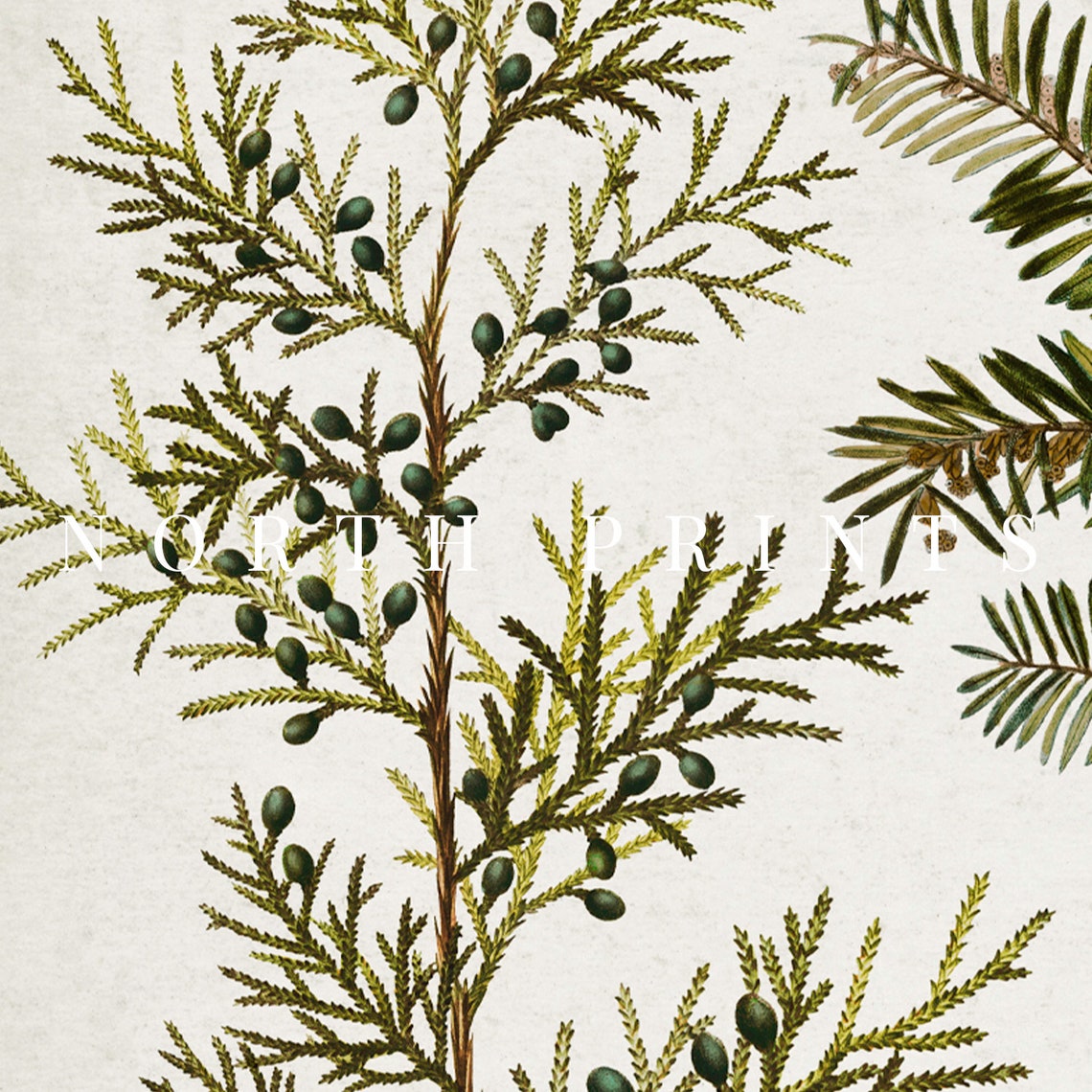 Cedar Fir Evergreen Branches Botanical Winter Vintage Art Print - Image 2