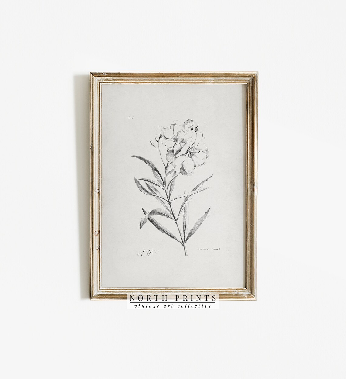 Antique Floral Engraving Botanical Flower Study Vintage Print - Image 3