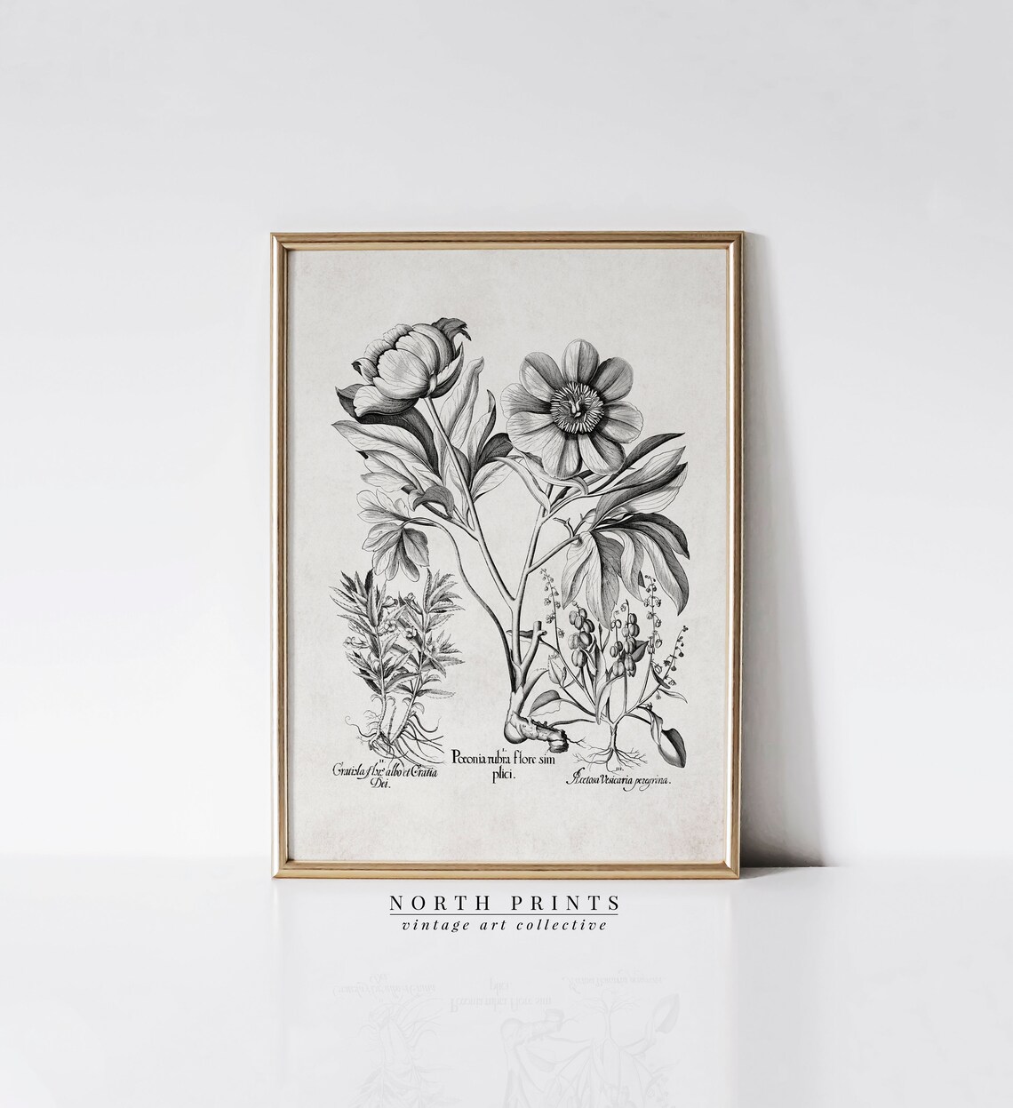 Antique Botanical Engraving Peony Flower Vintage Illustration Print