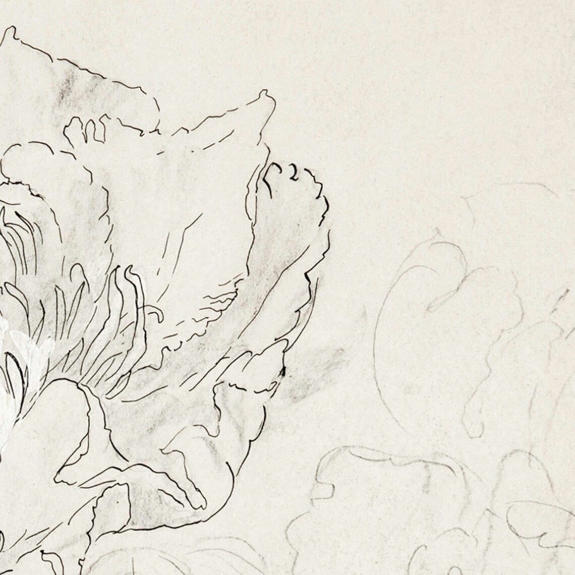 Flower Sketch Vintage Botanical Line Drawing Art Print - Image 3