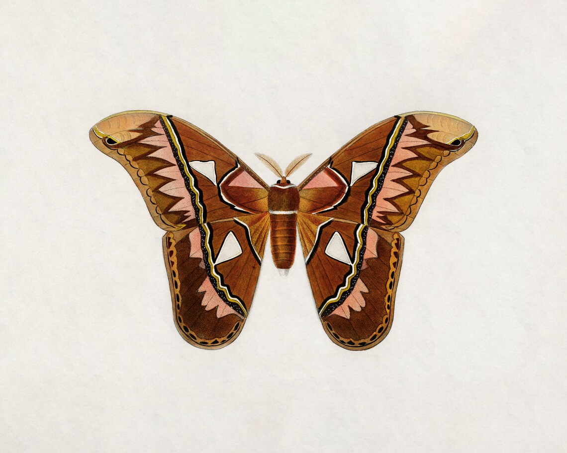 Vintage Butterfly and Moth Art Print, Antique Style - Image 2