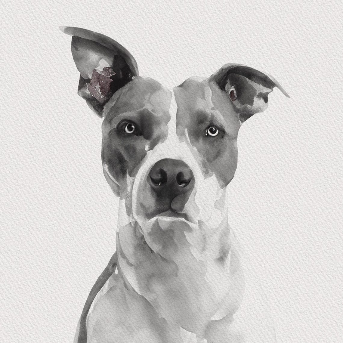 Custom Dog Portrait Gray Watercolor Pitbull Style Pet Memorial Print
