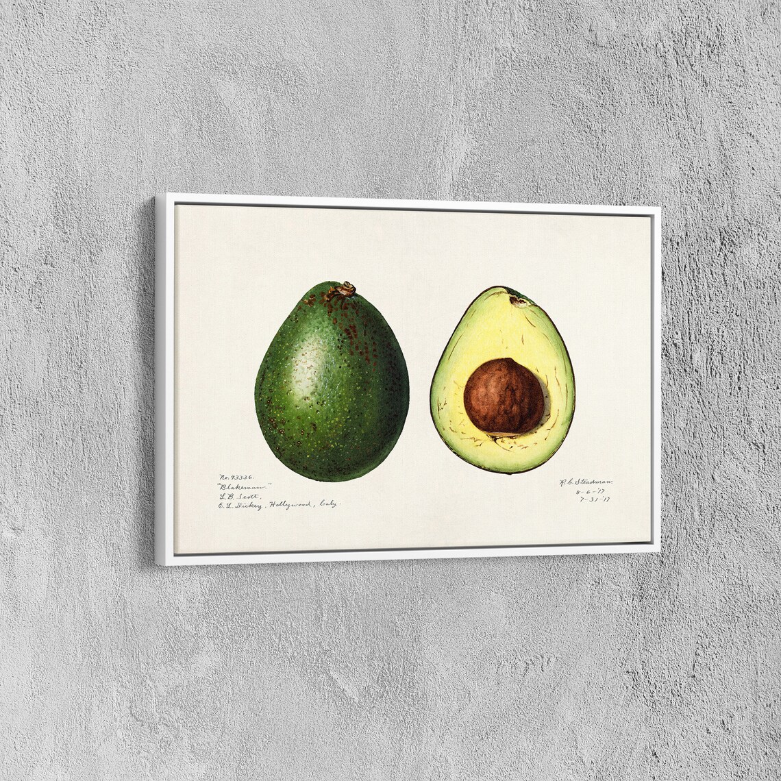 Charles Steadman Vintage Avocado Botanical Print - Image 6
