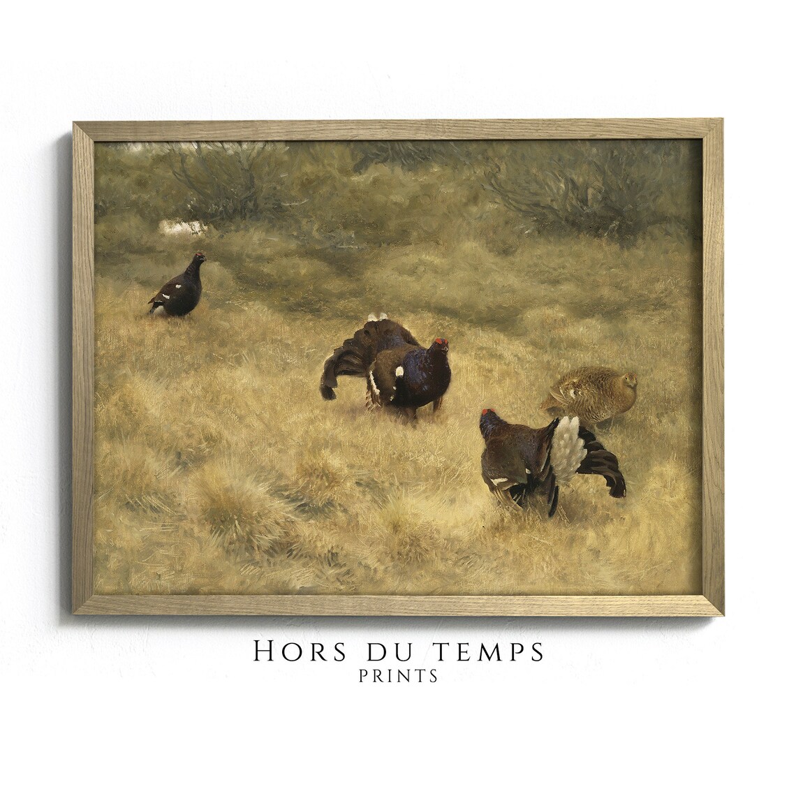 Black Grouse Lek Display Golden Moor Vintage Wildlife Painting Poster