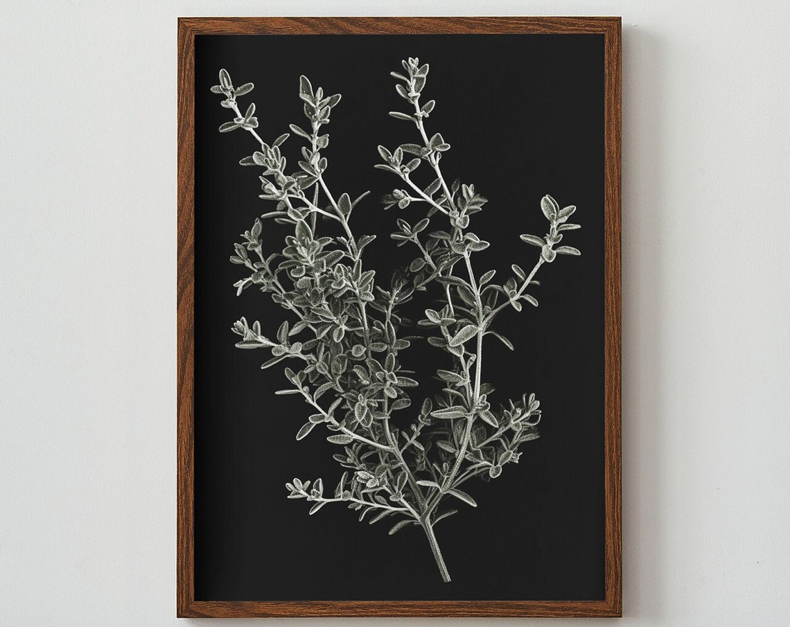 Thyme Herb Botanical Sketch on Black Minimalist Kitchen Wall Poster