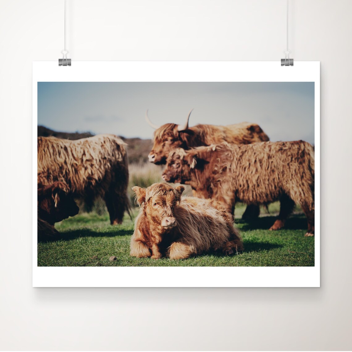 Baby Highland Cow Resting With Herd In A Green Field Photo Poster