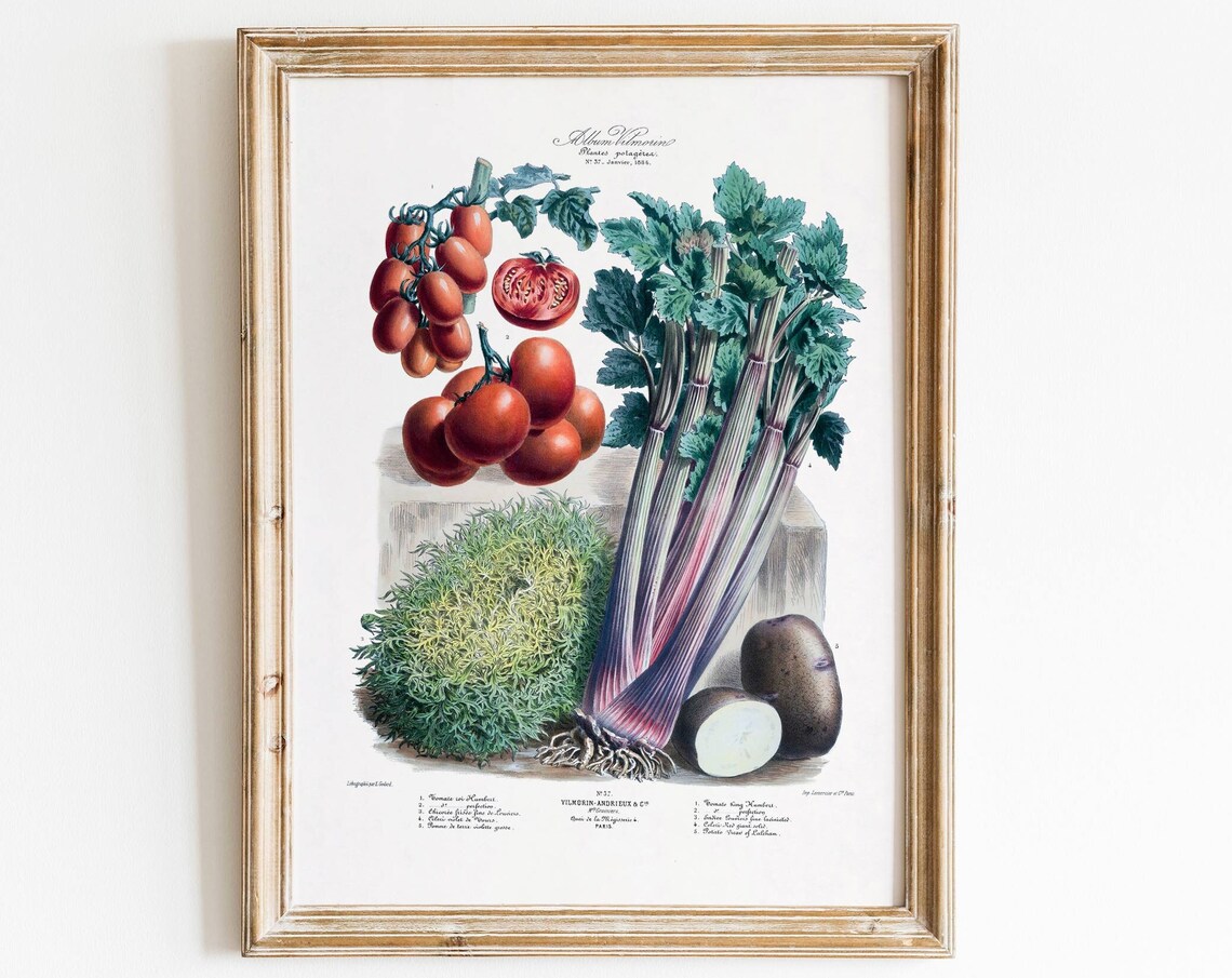 Vilmorin French Heirloom Vegetable Botanical Illustration Art Poster