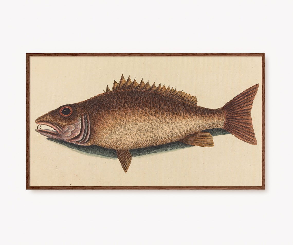 Vintage Red Snapper Fish Nautical Scientific Illustration Poster