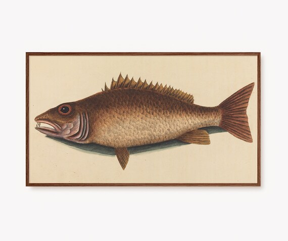 Vintage Red Snapper Fish Nautical Scientific Illustration Poster